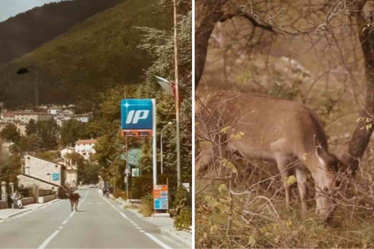 Cervi in strada e nei prati