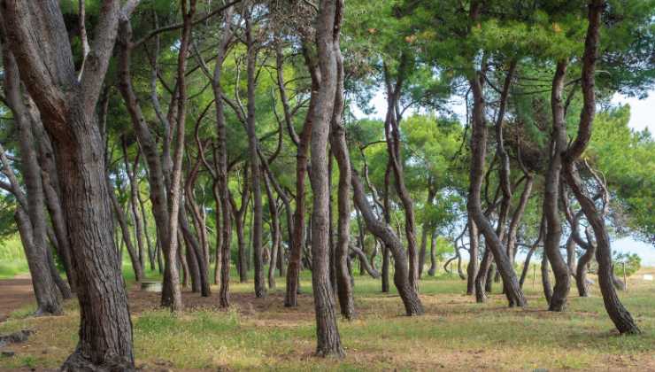 Quale pineta abruzzese nasconde una storia incredibile