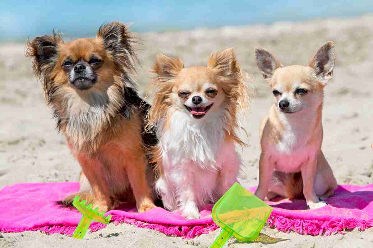 Cani in spiaggia in Abruzzo