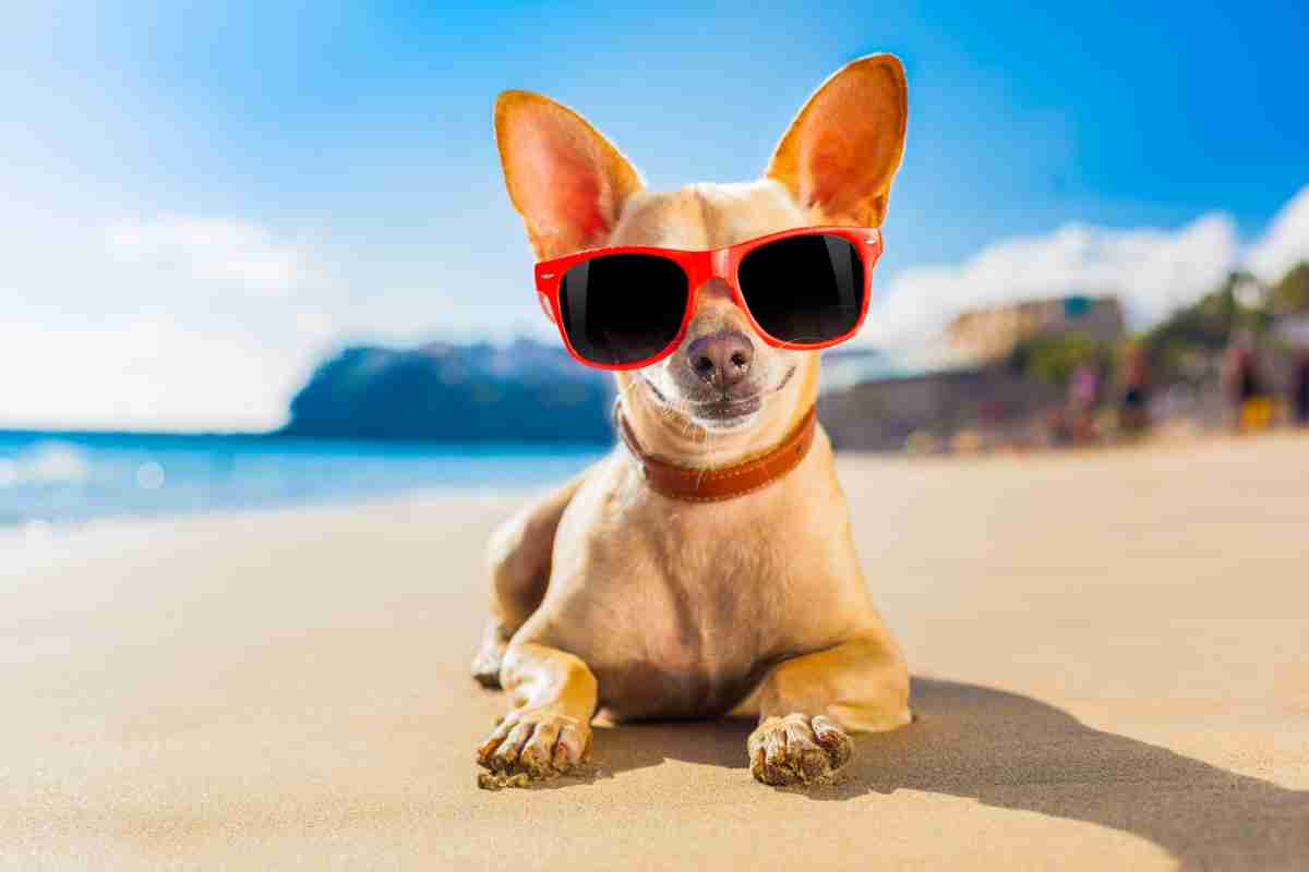 Spiagge per cani in Abruzzo