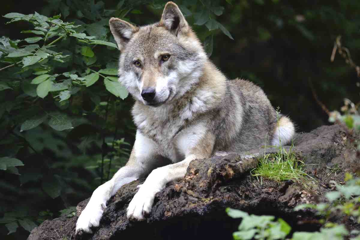 Centro visita del lupo, i dettagli della visita