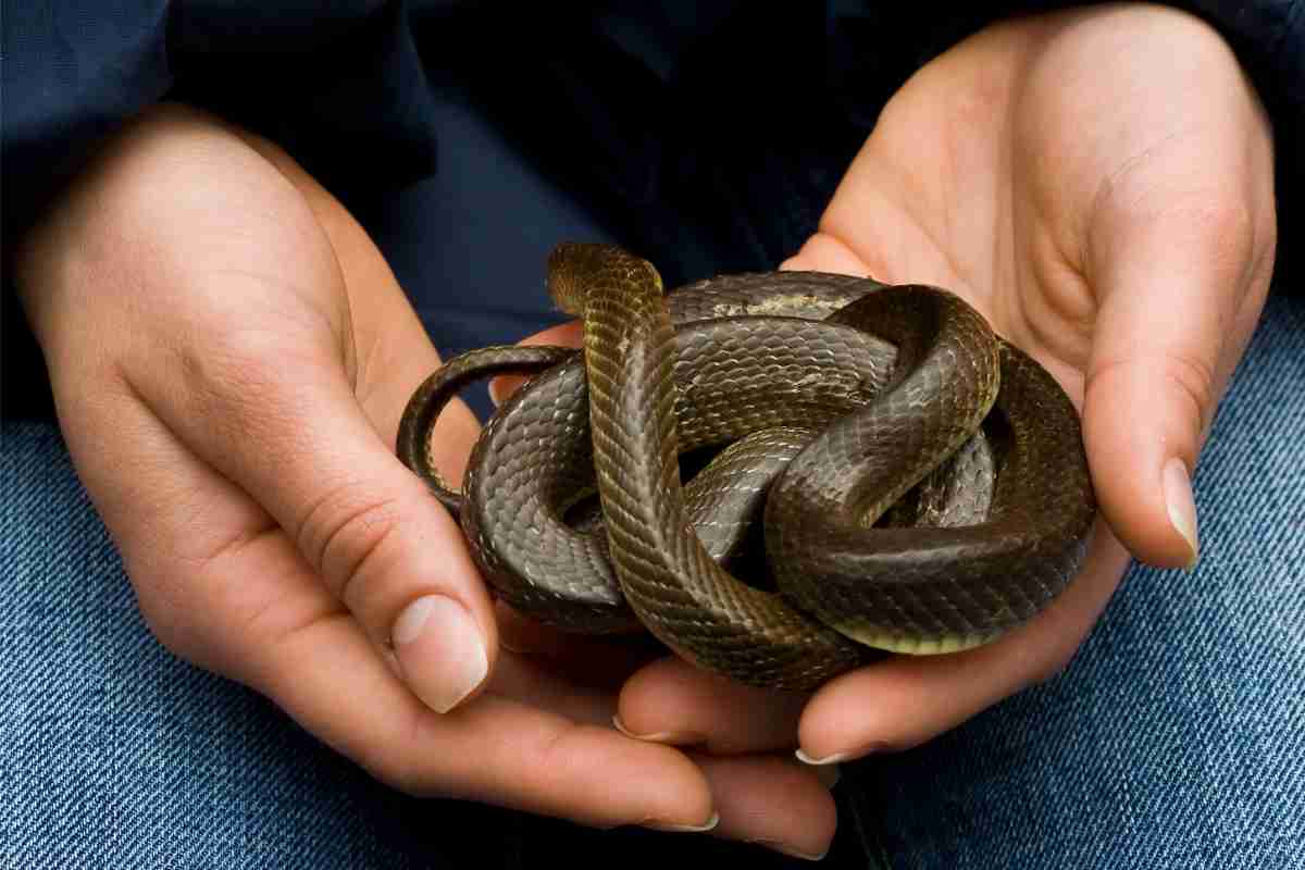 persona tiene serpente in mano per la Festa dei Serpari di San Domenico a Cocullo