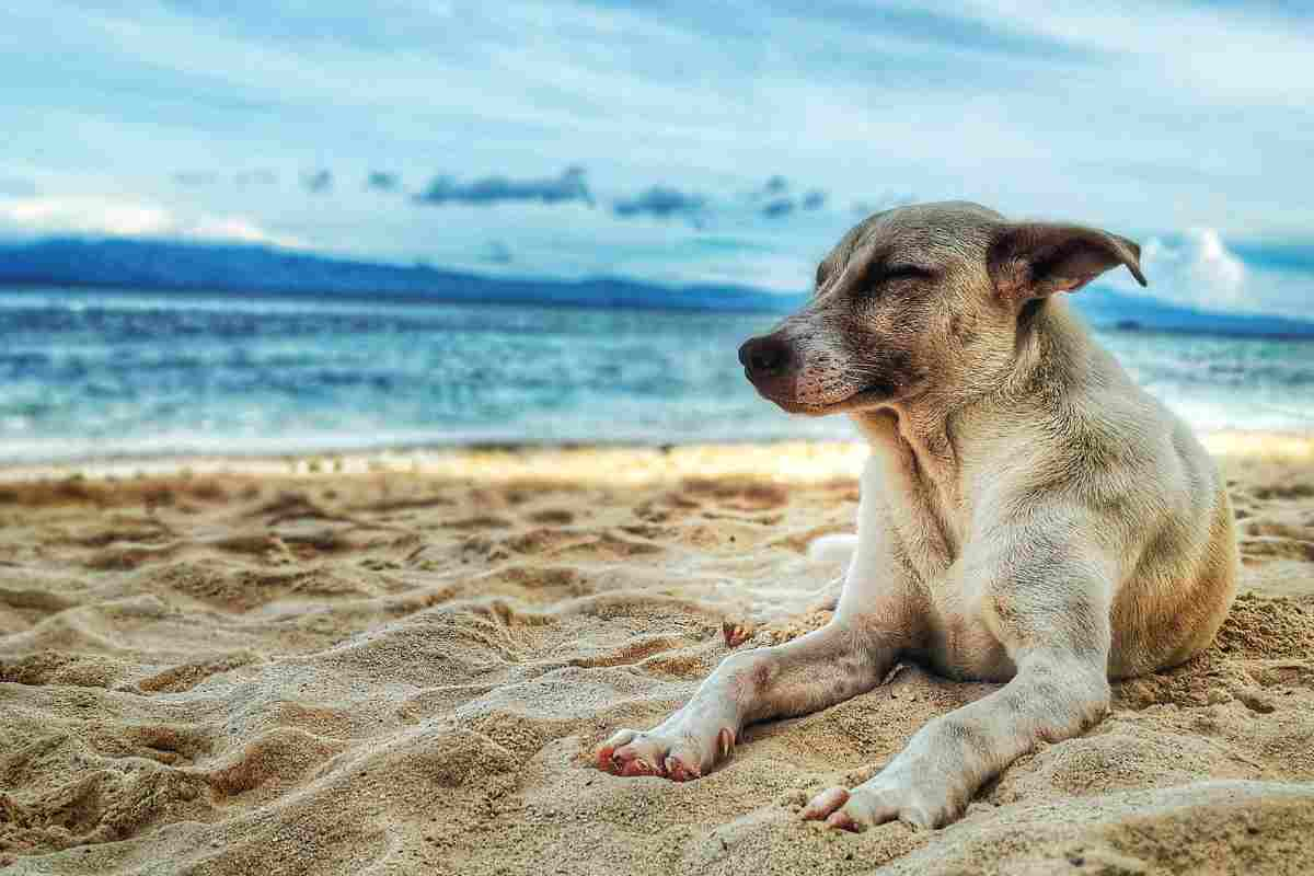 CANI IN SPIAGGIA inabruzzo.it