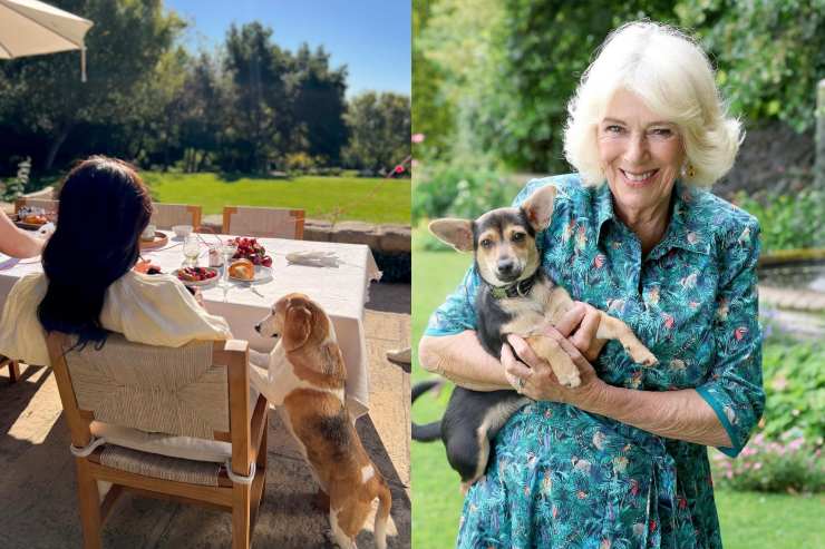 Meghan e Camilla con i rispettivi cani