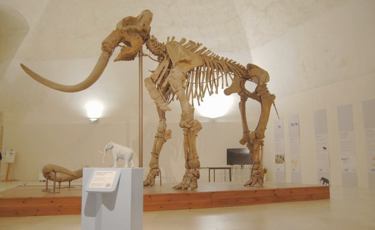scheletro mammut museo