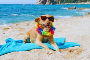 cane al mare con occhiali da sole