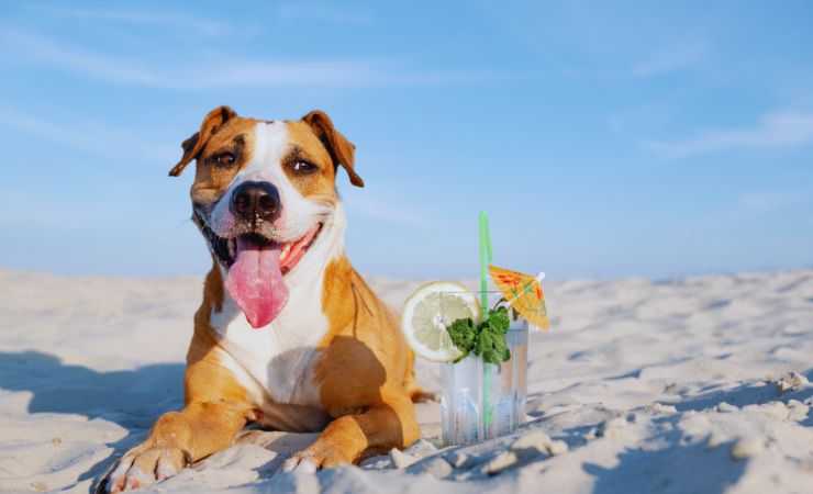 cane in spiaggia