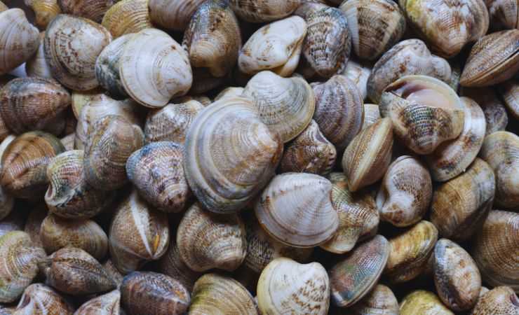 vongole