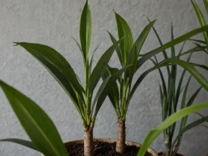 Vuoi un aspirapolvere a costo zero? Ti basta comprare questa pianta che "mangia" fumo e detersivo