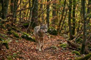 Lupo appenninico nel bosco d'Abruzzo.