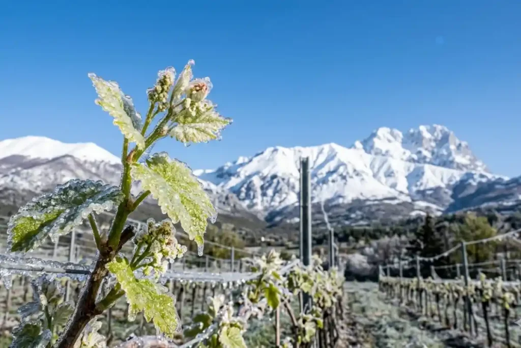 Germoglio di vite ghiacciato in un vigneto abruzzese con il massiccio del Gran Sasso innevato sullo sfondo durante la gelata di aprile.