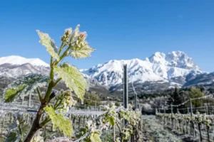 Germoglio di vite ghiacciato in un vigneto abruzzese con il massiccio del Gran Sasso innevato sullo sfondo durante la gelata di aprile.