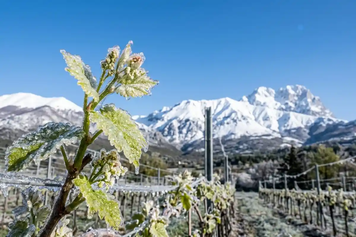 Germoglio di vite ghiacciato in un vigneto abruzzese con il massiccio del Gran Sasso innevato sullo sfondo durante la gelata di aprile.